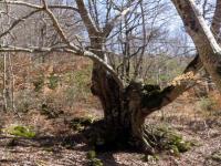 Sentiero per la Cappelletta