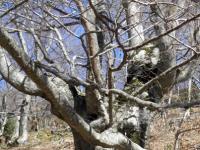 Alberi sul sentiero per la Cappelletta