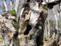 Alberi sul sentiero per la Cappelletta