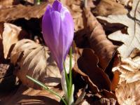 Fiori sul sentiero per la Cappelletta