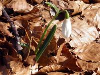 Fiori sul sentiero per la Cappelletta