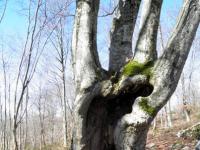 Alberi vicino la Cappelletta di Greccio