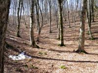Bosco vicino la Cappelletta di Greccio