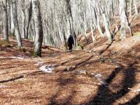 Bosco vicino la Cappelletta di Greccio